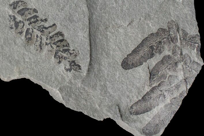 Fossil Fern (Neuropteris & Macroneuropteris) Plate - Kentucky #154694